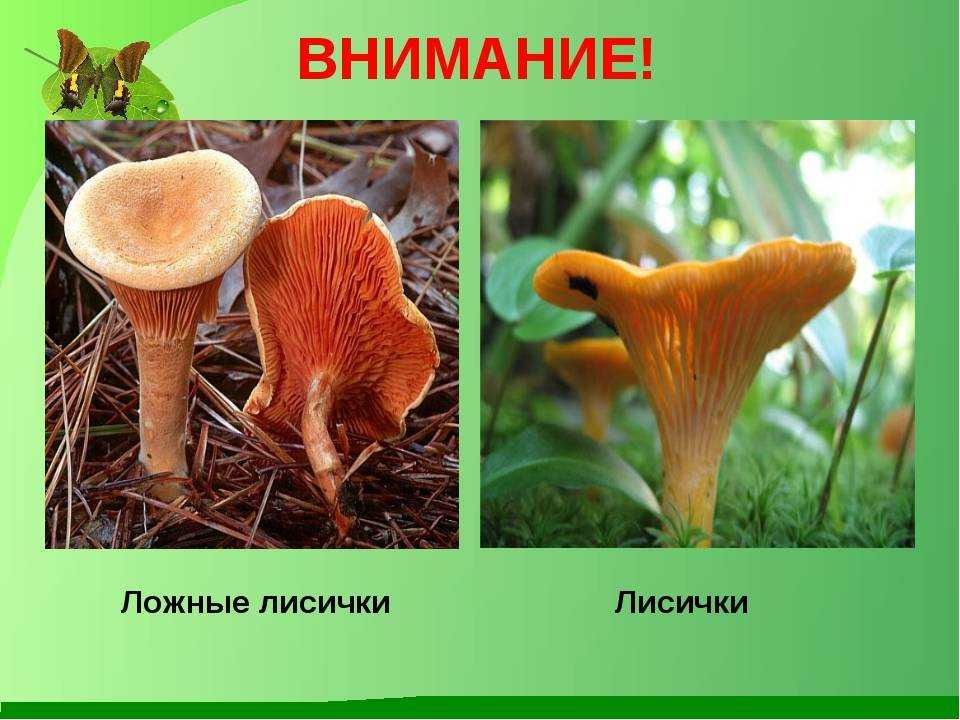 Ложные лисички - как выглядят с фото, можно ли употреблять в пищу и признаки пищевого отравления