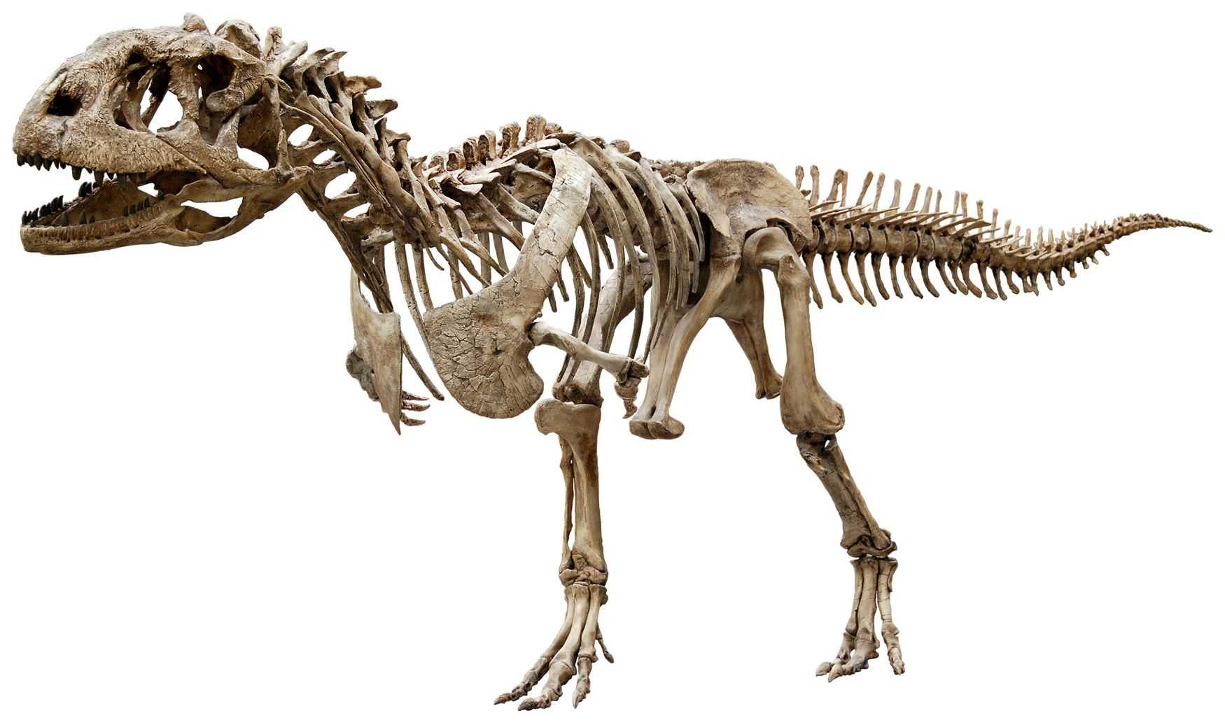 Аллозавр – описание, интересные факты с фото и видео. аллозавр (allosaurus) — один из самых крупных динозавров в мире чем питался аллозавр