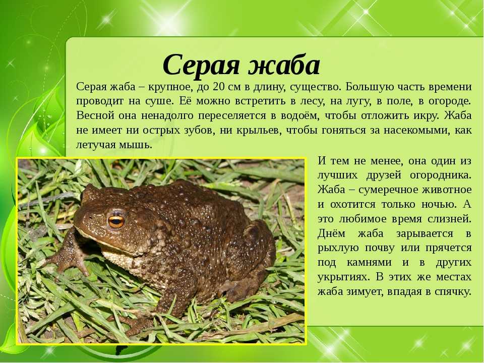 Древолаз
