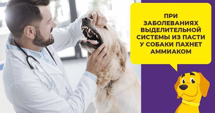 По каким причинам у собак может пахнуть тухлятиной из ротовой полости
