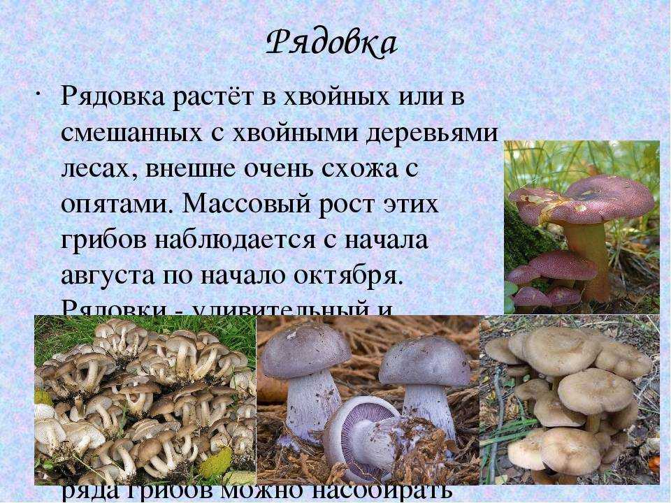 Рядовка фиолетовая: как выглядит, где растет, как готовить