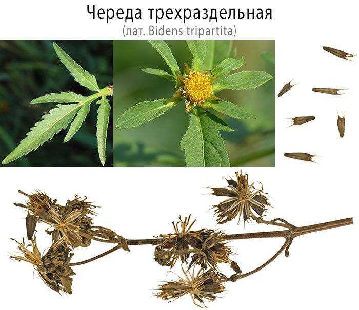 Разновидности папоротников с фото, названиями и описанием | топ сад