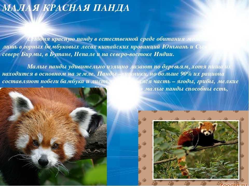 Гуанако