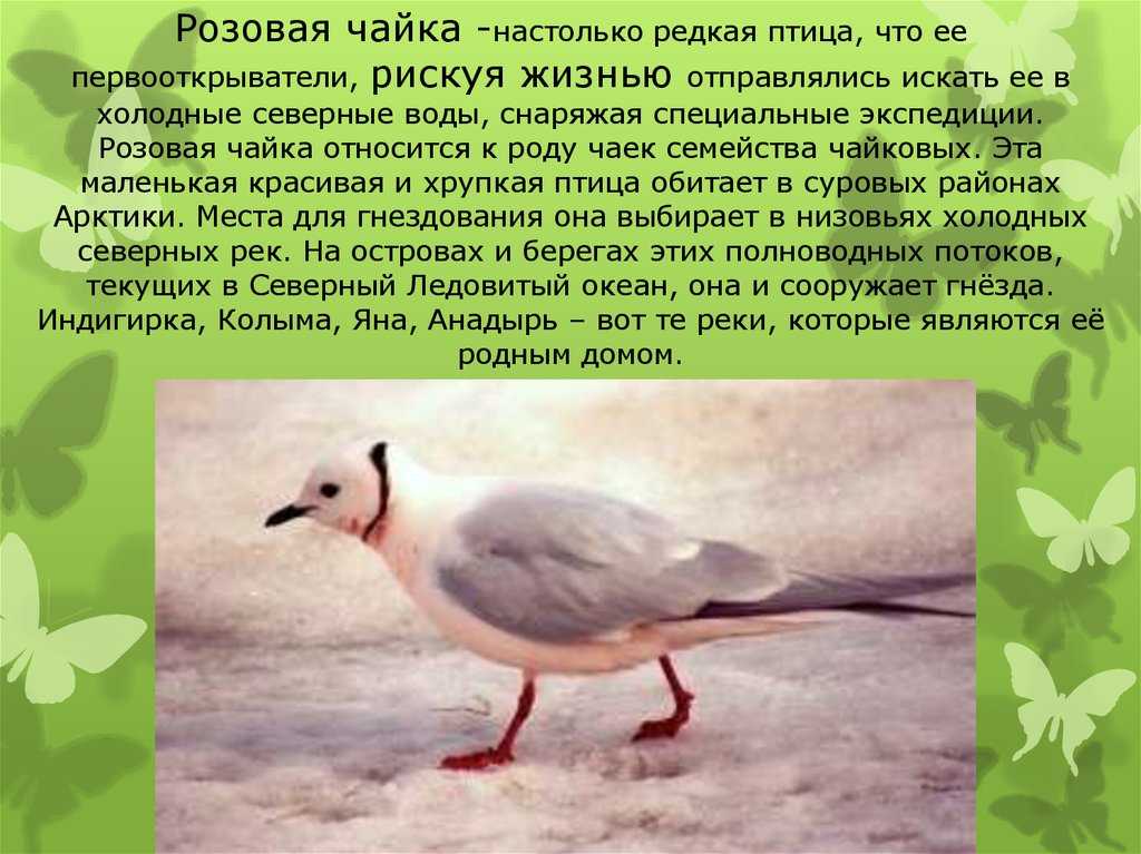 Чайковые - ржанкообразные | некоммерческий учебно-познавательный интернет-портал зоогалактика