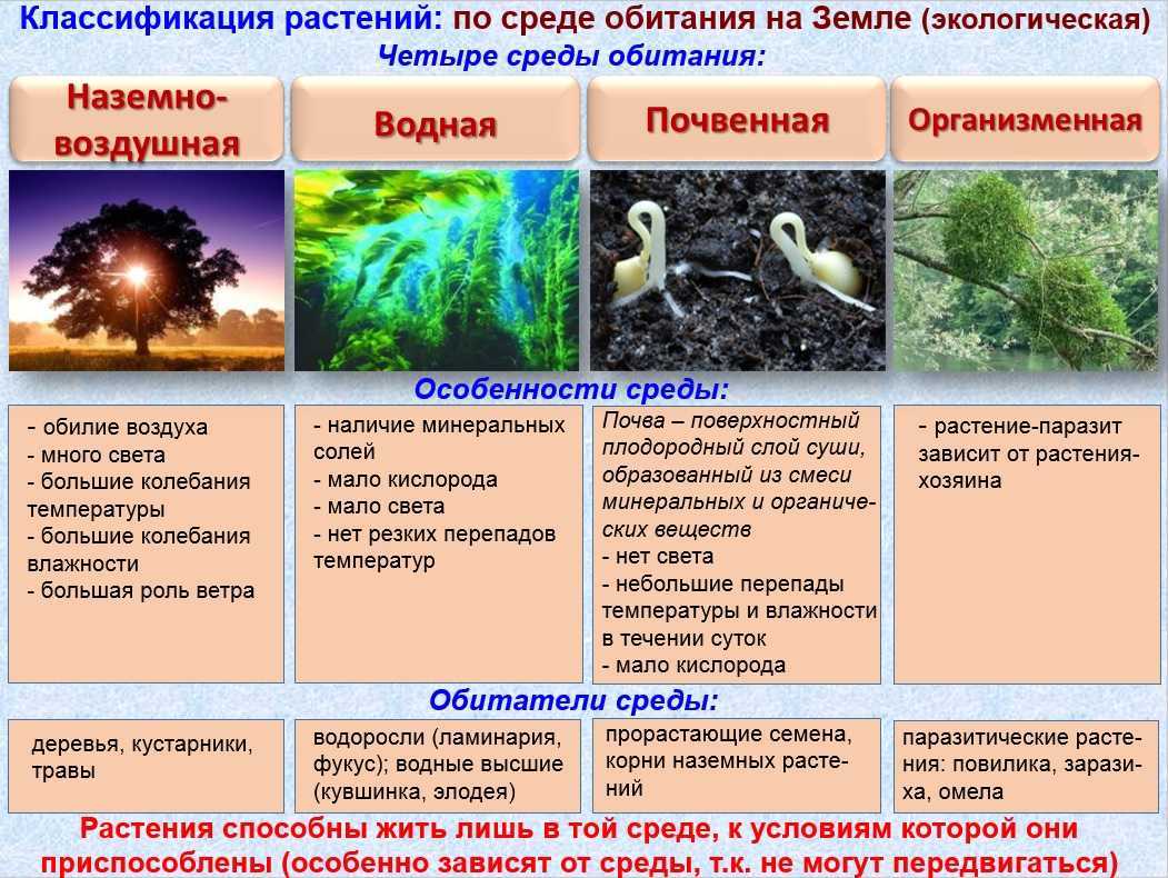 Основные среды жизни живых организмов и их характеристики кратко