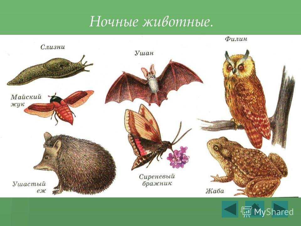 Ночные животные: характеристика и примеры - наука - 2024