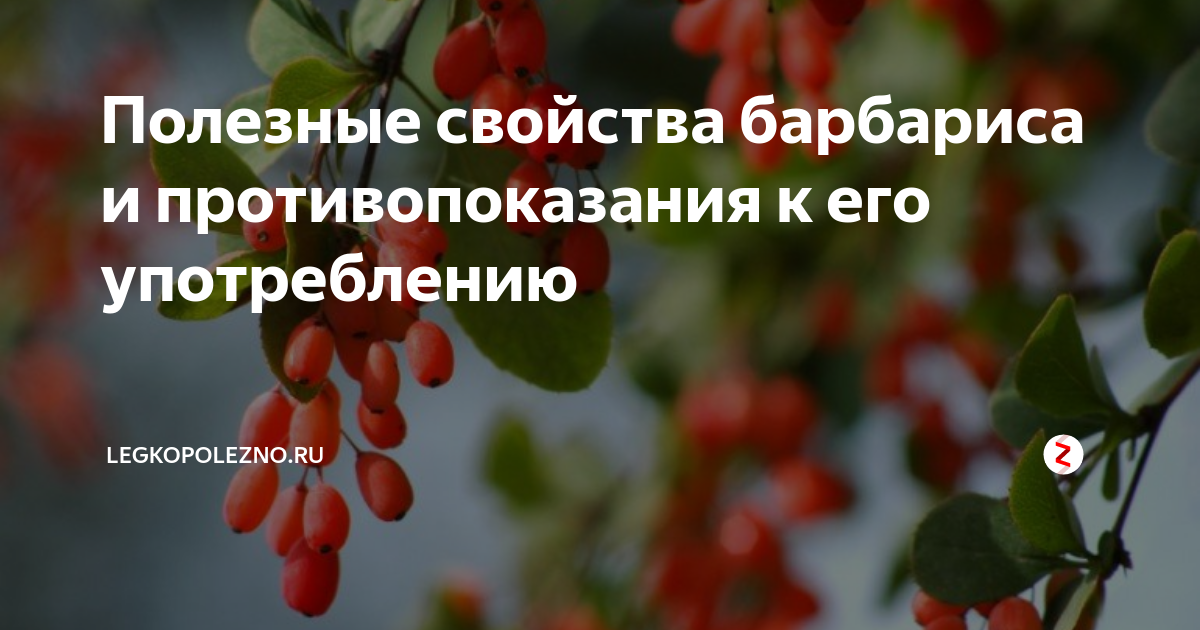 Барбарис обыкновенный: фото и описание, корневая система и цветение, область применения