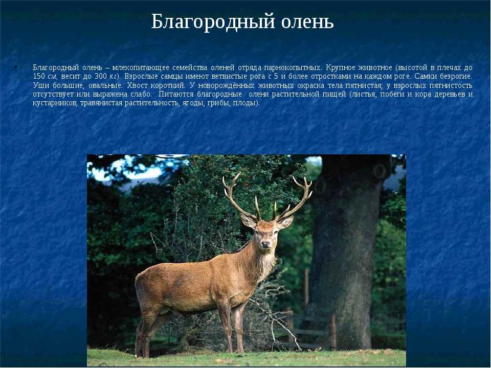 Олень - описание и виды животного