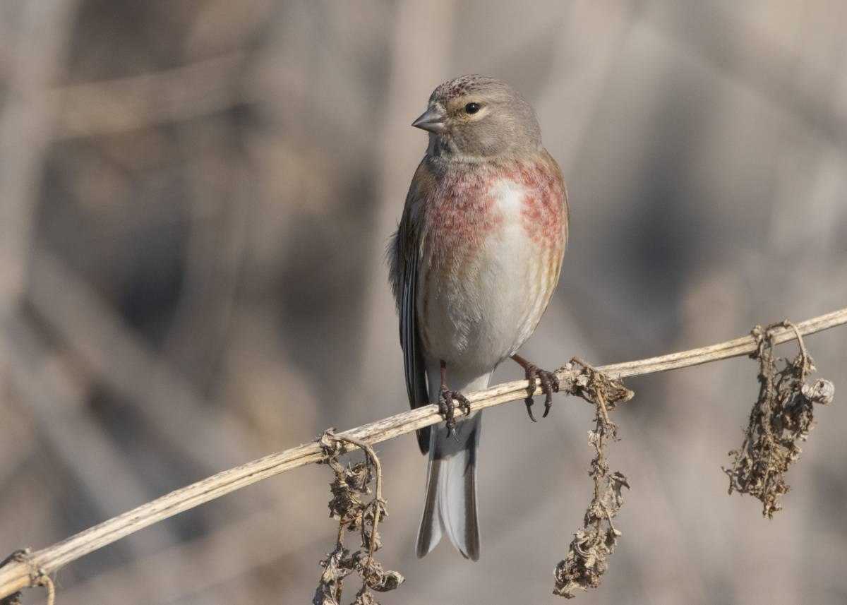 Коноплянка, или реполов / acanthis [carduelis] cannabina / linnet / птицы европы