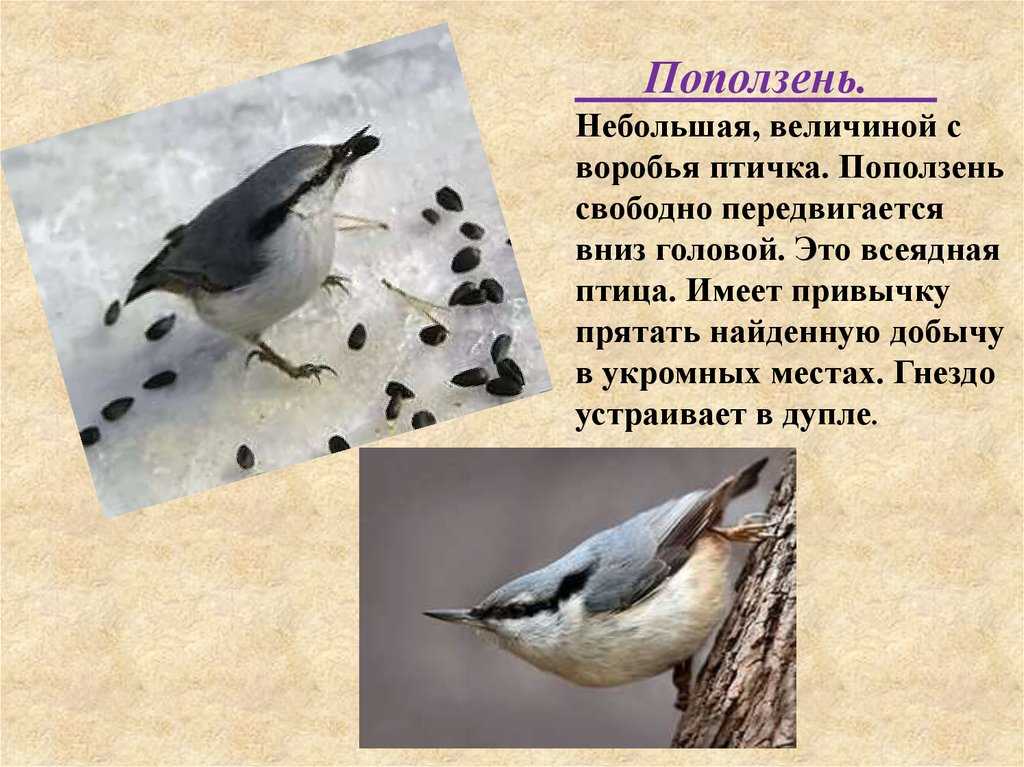 Поползень, фото - животные арктики и антарктики.