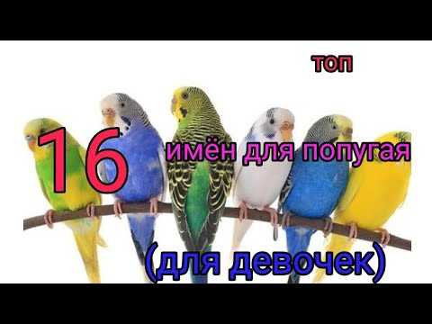 Имена для попугаев - список имен для мальчиков и девочек по видам
