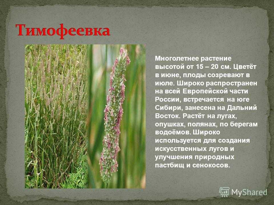 Какое растение не является луговым: названия полевых трав, фото тимофеевки и других цветов