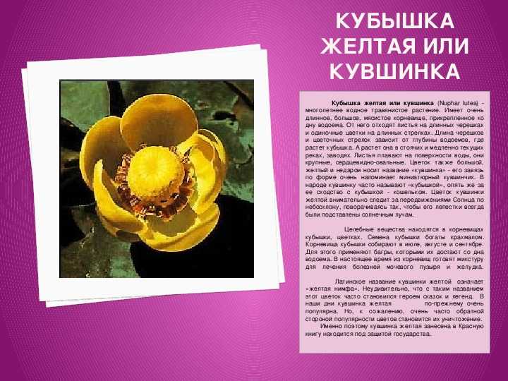 Кувшинка белая описание (белоснежная) – информация о растении для сообщения или доклада, краткое описание (3 класс)