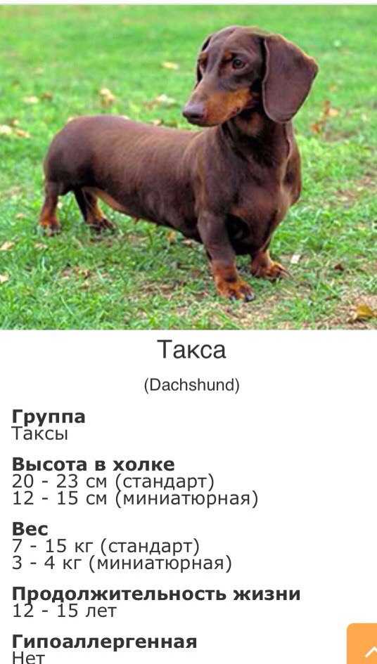 Продолжительность жизни таксы: сколько может прожить ваш щенок? - домашние питомцы - 2024