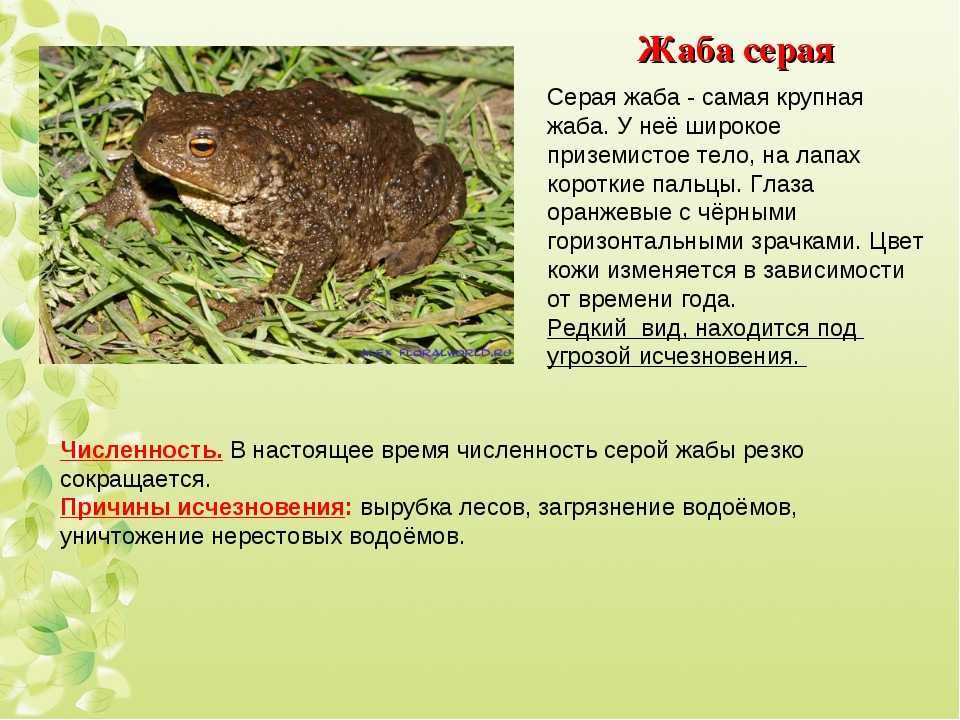 Земляная жаба: чем питается, где обитает, описание и основные виды