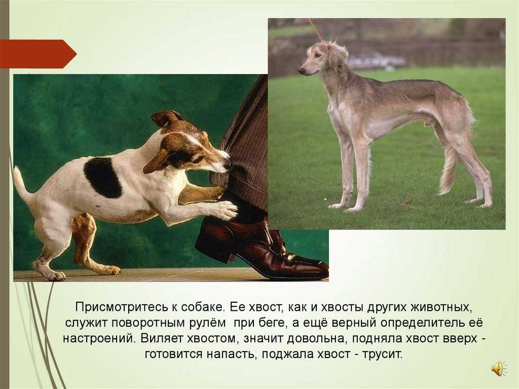 Зачем собаке хвост? ответ, конечно, очень прост!