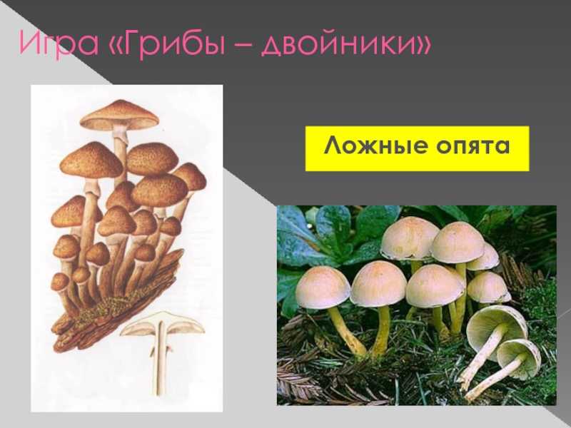 Опенок серопластинчатый (hypholoma capnoides), ложноопенок серопластинчатый или опенок маковый: фото, описание и как готовить этот гриб