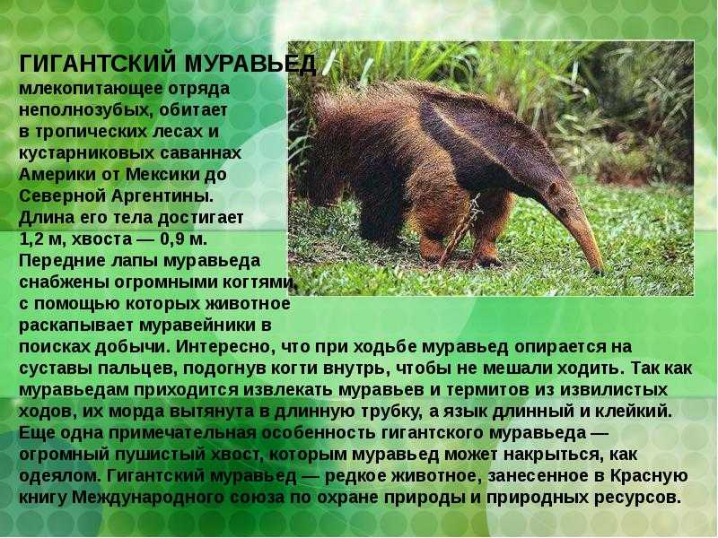 Муравьед: внешний вид, фото, особенности, интересные факты, среда обитания
