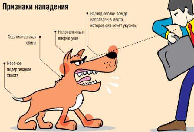 Причины лая собак и как с ними бороться