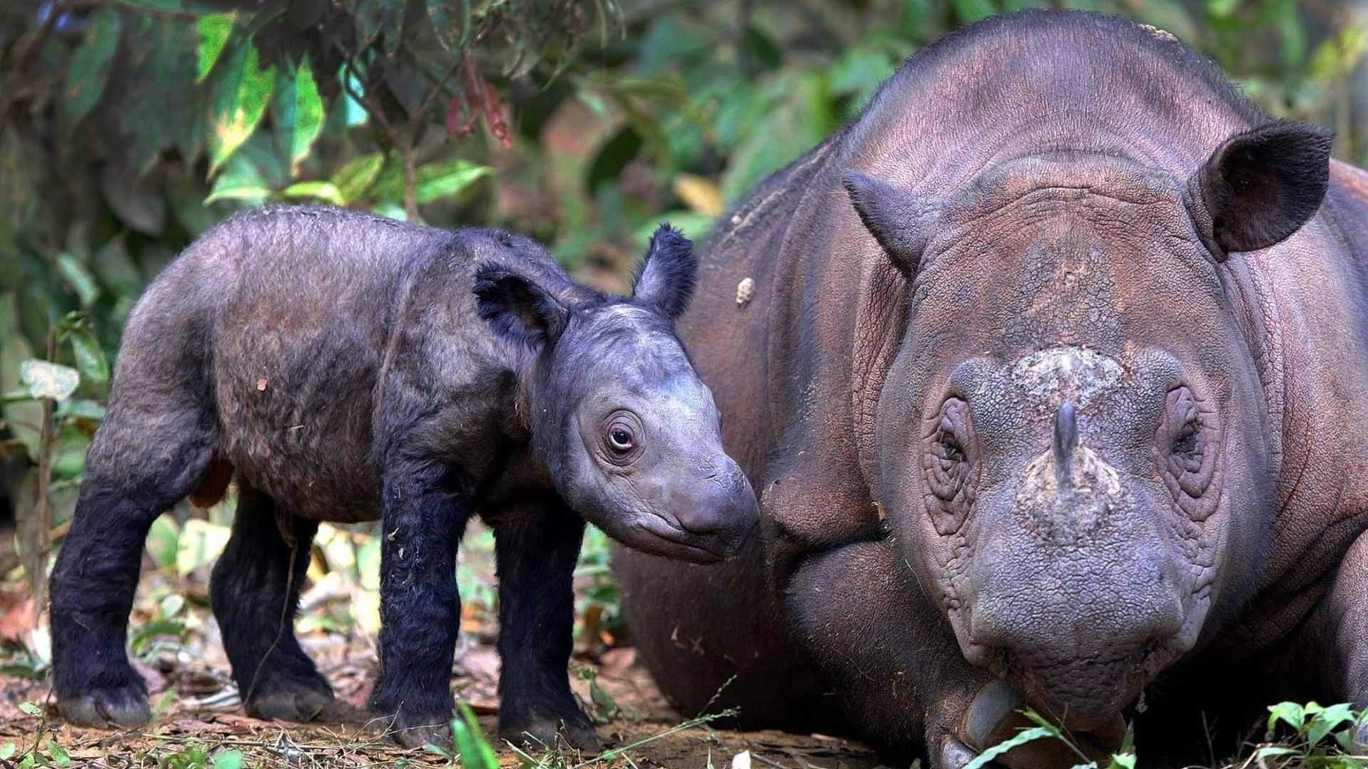 Суматранский носорог — рувики
