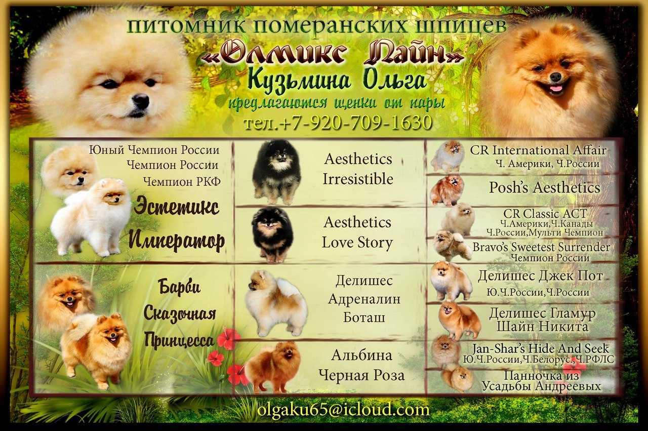 Клички для шпицев мальчиков и девочек | «дай лапу»