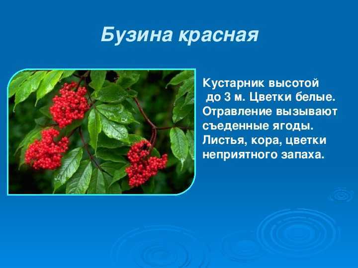 Ядовитые грибы - подробные каталог с фото и описанием
