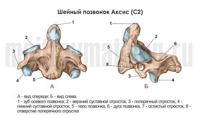 Азиатский слон: описание, фото, ареал и среда обитания, питание, хищничество (2 видео)