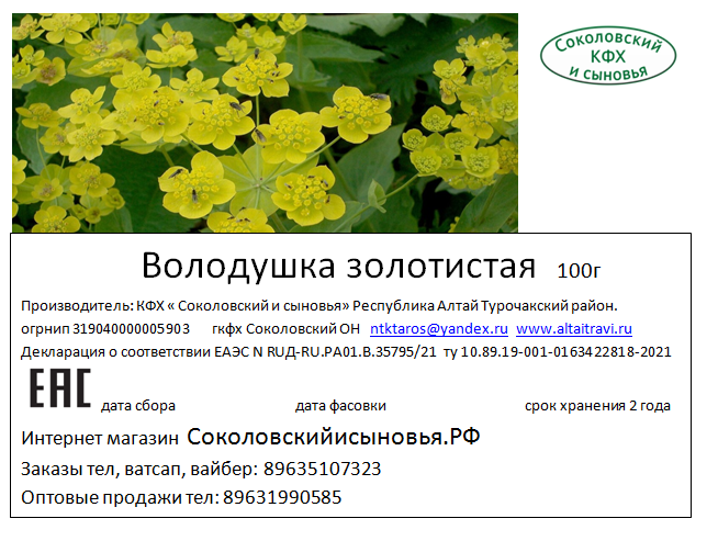 Володушка золотистая — лечебные свойства и противопоказания, отзывы ?