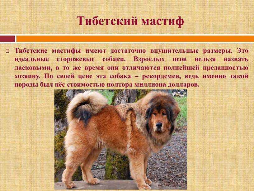 Тибетский мастиф: фото, описание, характер, содержание, отзывы