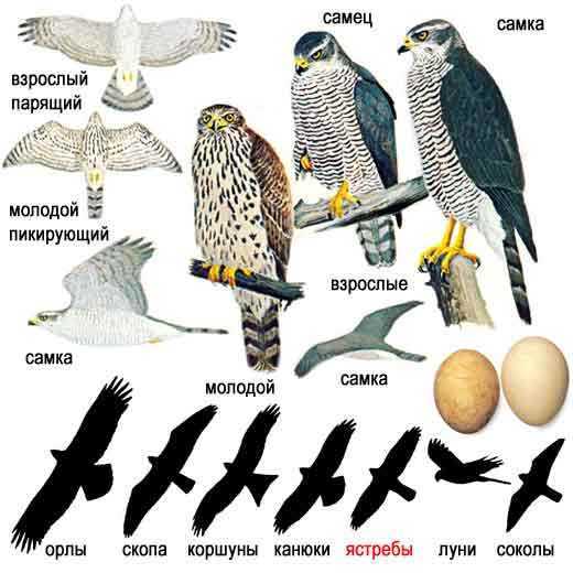 Хищники ночные