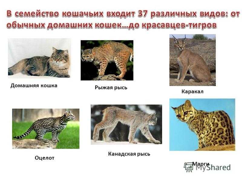 6.7.9. хищные