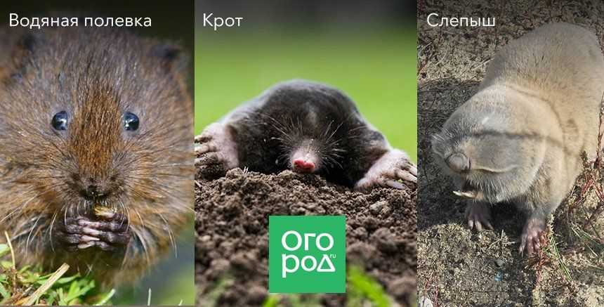 Слепыш обыкновенный - это не крот. среда обитания и повадки