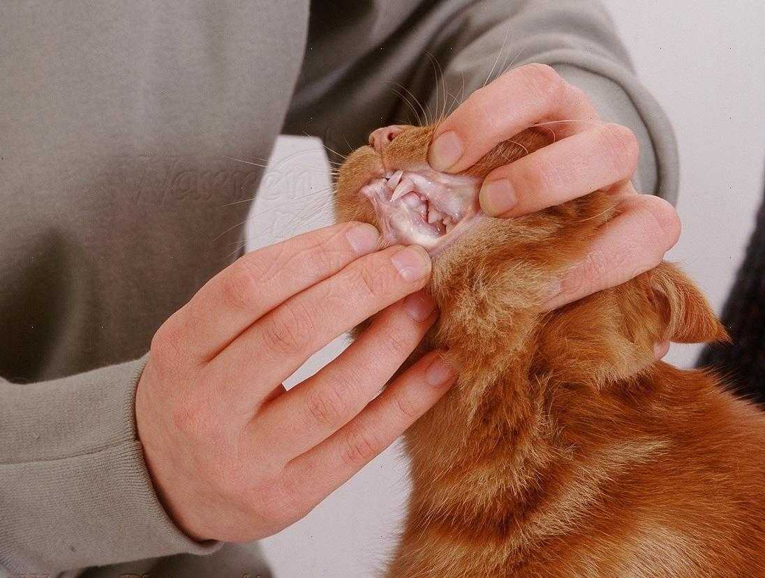 Анемия у кошек: лечение, препараты