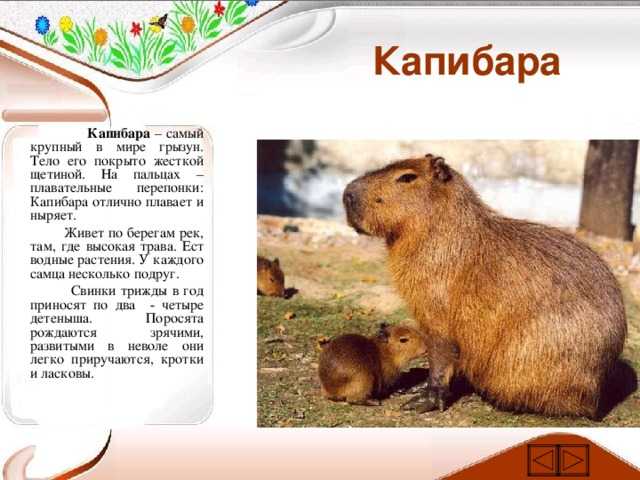 Капибара