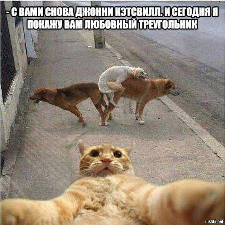 Весеннее обострение у собак кобелей симптомы