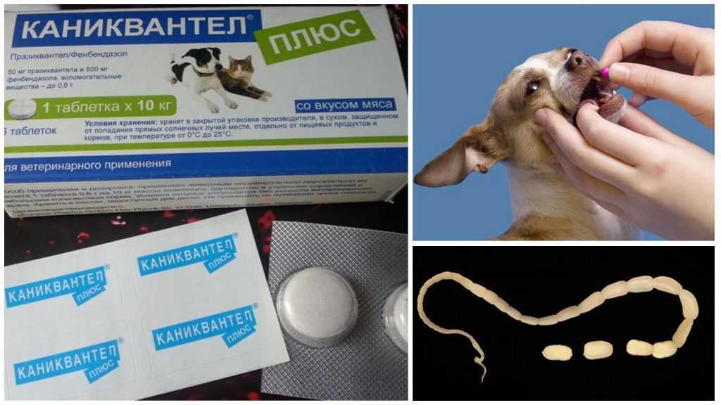 Дегельминтизация собак: как проводить?