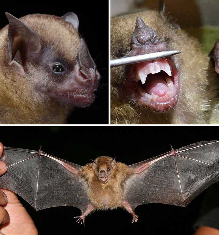 Большой подковонос rhinolophus ferrumequinum | красная книга россии.