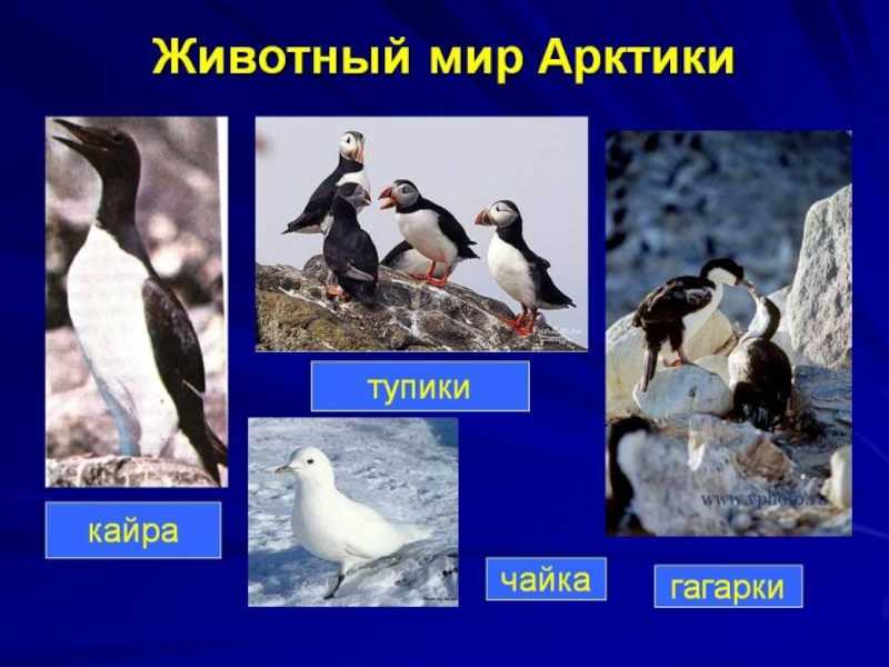 Птицы камчатки и камчатского края 🔥 названия, фото, описание