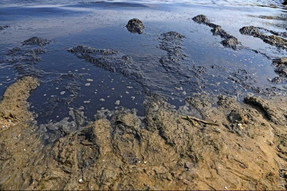 Живое море: состояние экосистемы азовского моря, пути и методы ее оздоровления