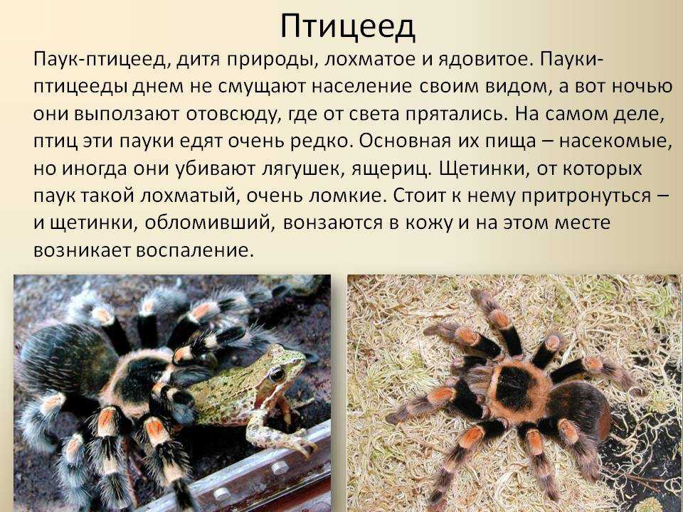 Виды пауков фото
