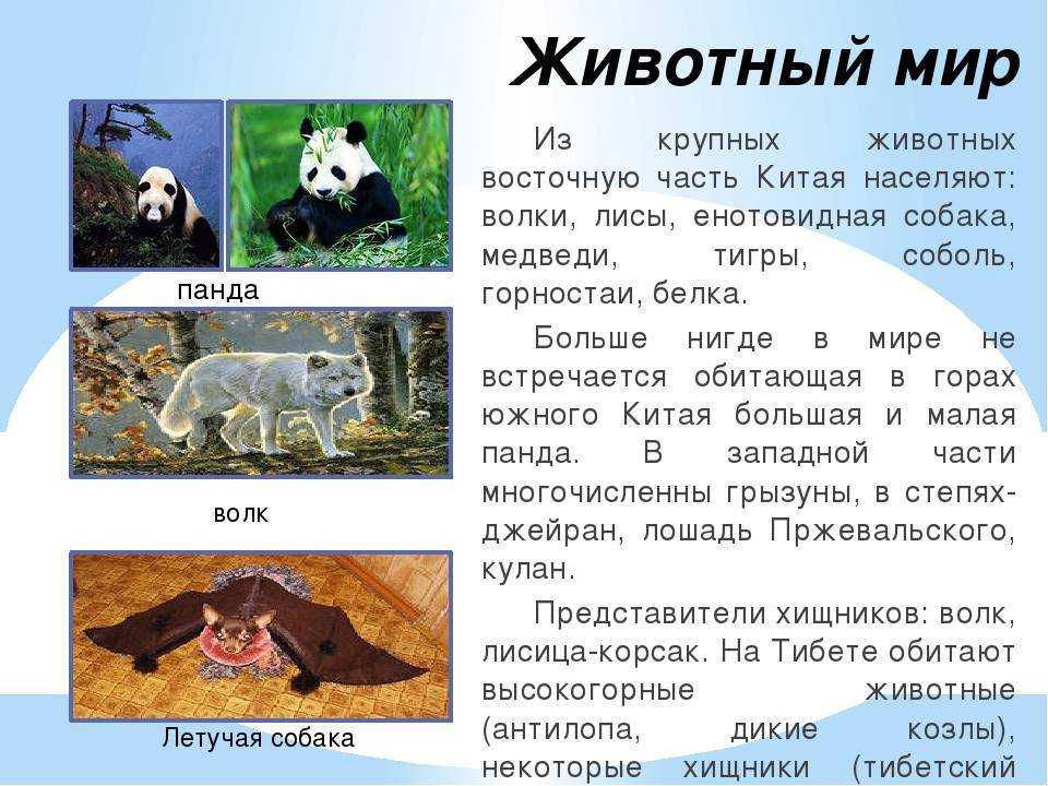 Животные китая разновидости, особенности, фото, интересные факты