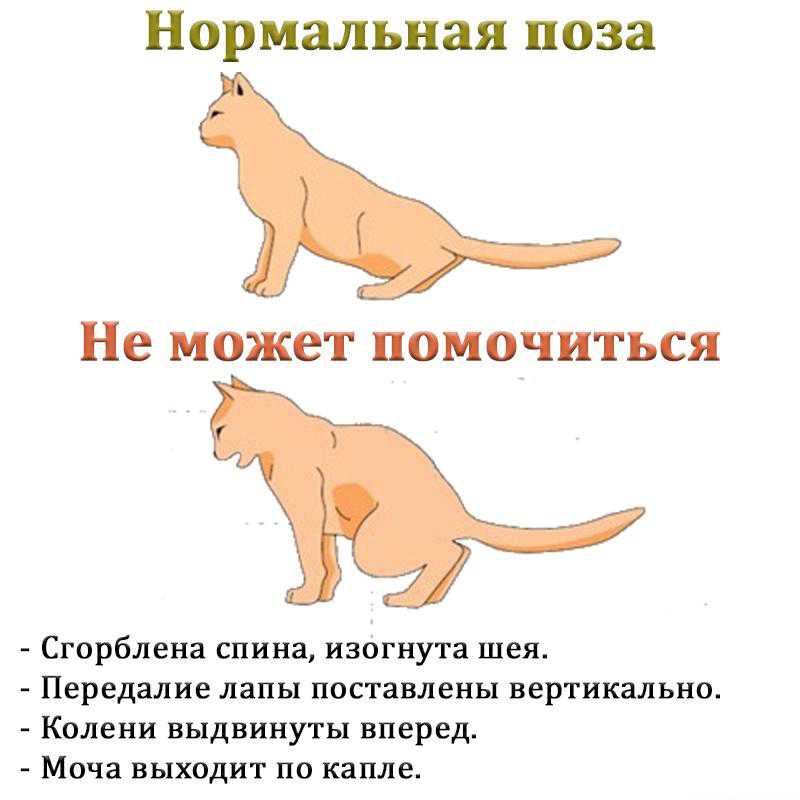 Как понять, что у кошки температура: определяем с градусником и без_ | wwwcat.ru