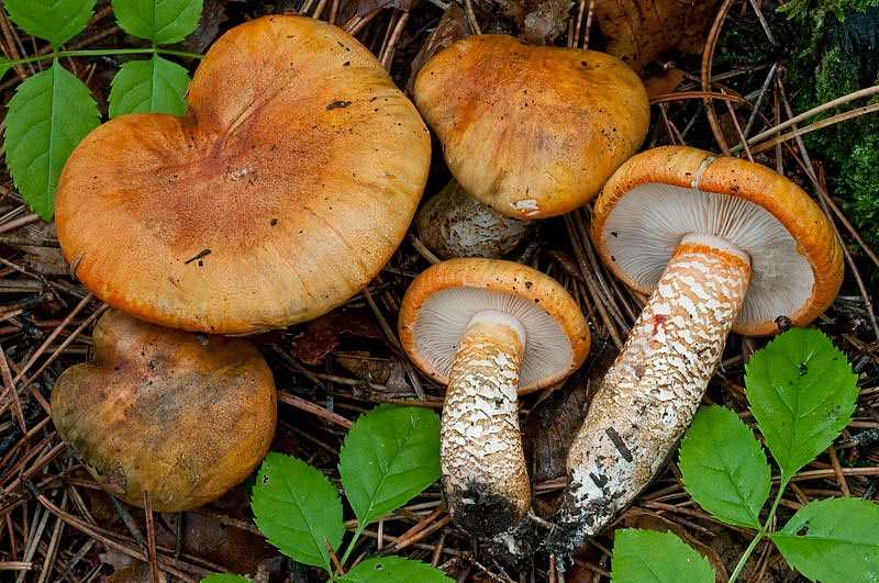 Рядовка жёлто-бурая (tricholoma fulvum) – грибы сибири