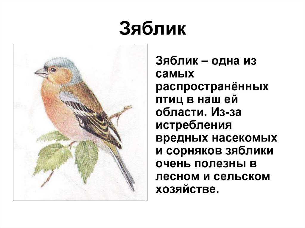 Конспект нод «птицы кузбасса» для подготовительной группы