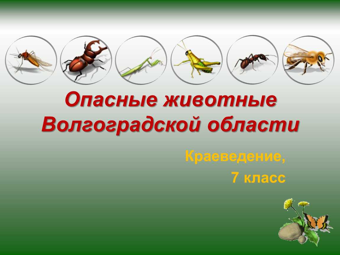 Птицы рязанской области | rznp.ru