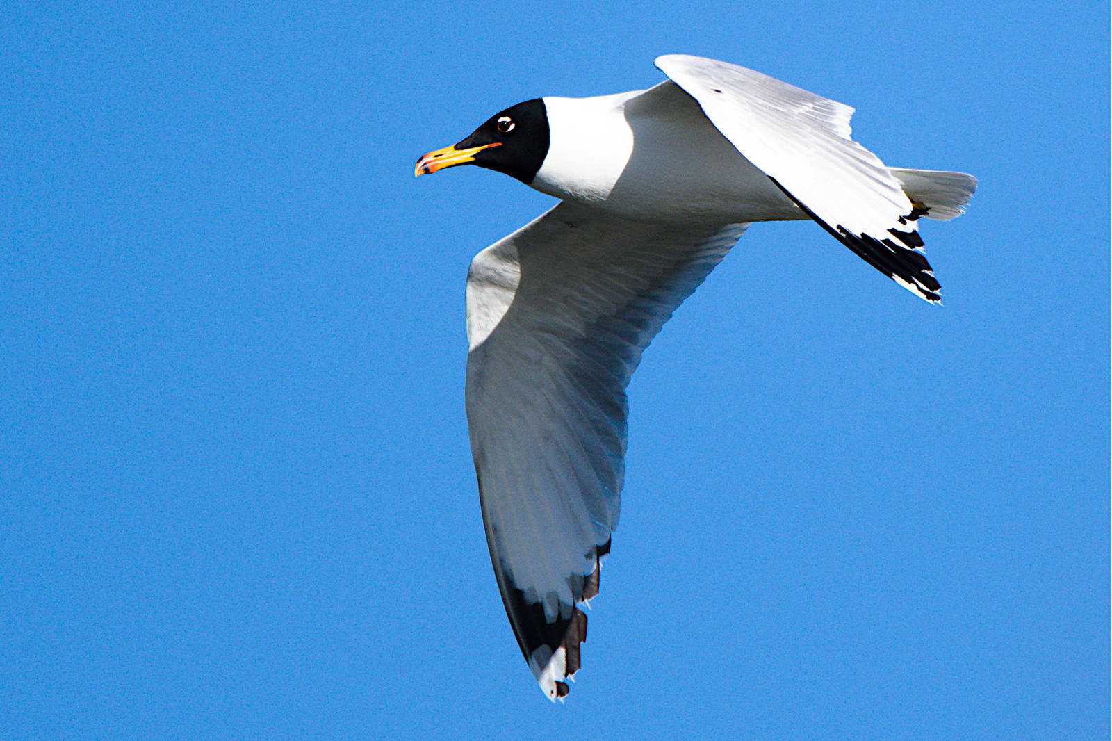 Черноголовый хохотун larus ichthyaetus pallas, 1773