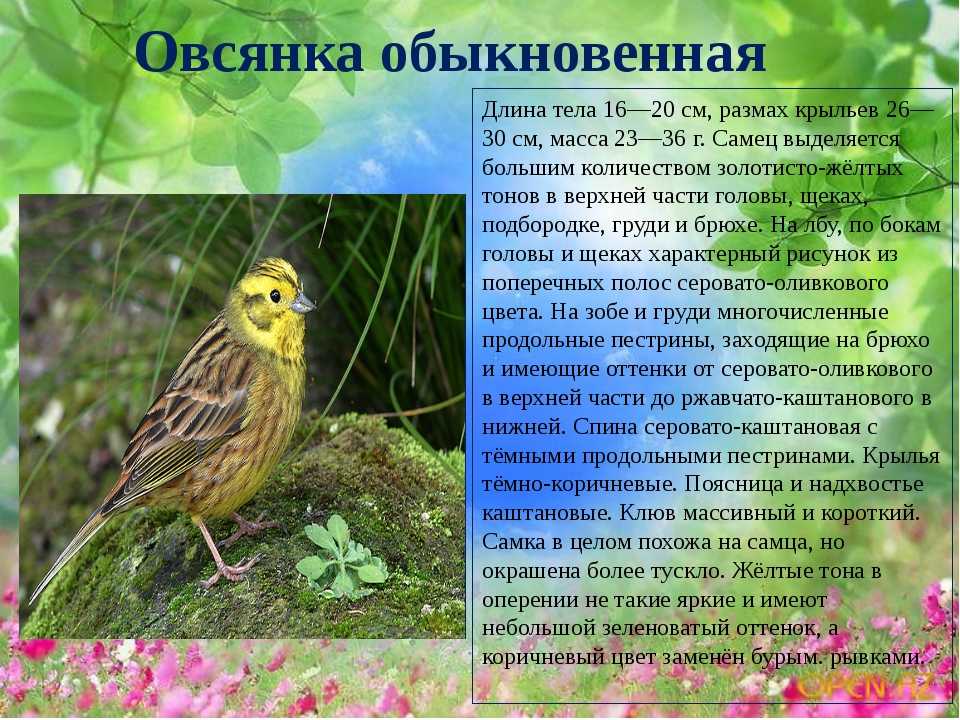 Птицы овсянки. виды овсянок обитающие в россии. сайт про зверей - zverosite.ru