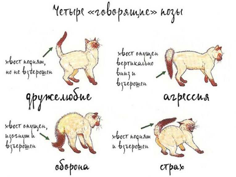 Почему котенок кусается — игривый настрой животного, выражение любви к хозяину, перевозбуждение и другие причины Варианты как отучить маленького и уже взрослого питомца