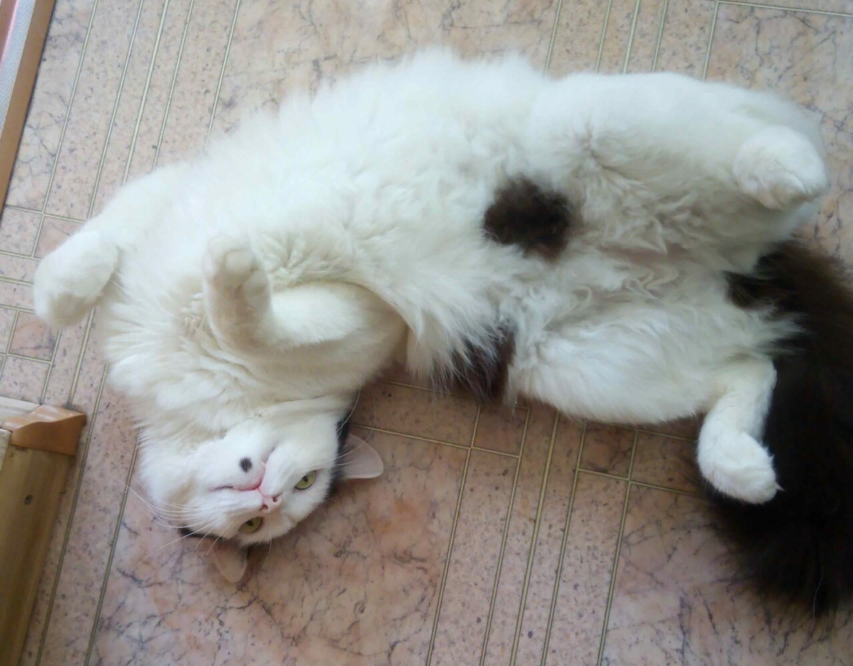 Что делать хозяину, если кошка хочет кота?