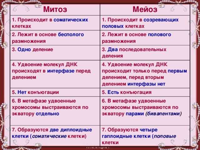 Митоз и мейоз – кратко и понятно об отличиях - ektpol